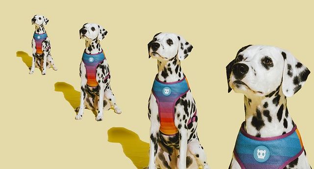 EXCLUSIVO:  Zee.Dog busca investidor em rodada de R$ 100-150 milhões