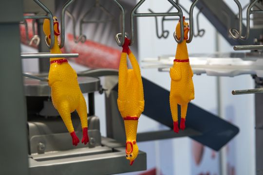 A Pilgrim’s está em seu pior momento. Os Batista querem comprar os minoritários