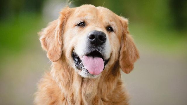 Petz: Warburg Pincus zera posição
