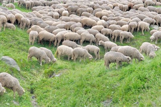 Minerva paga R$ 1,3 bi e dobra aposta em cordeiros