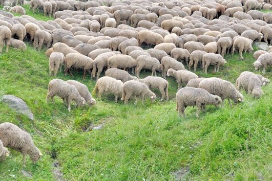 Minerva paga R$ 1,3 bi e dobra aposta em cordeiros