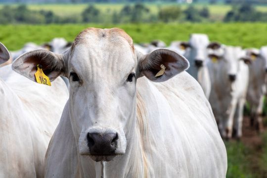 Caso de vaca louca ameaça exportação de carne bovina para a China