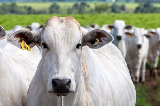 Caso de vaca louca ameaça exportação de carne bovina para a China