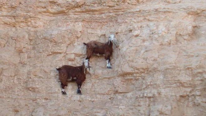 Crescera quer R$ 600 mi para encontrar as “cabras da montanha”