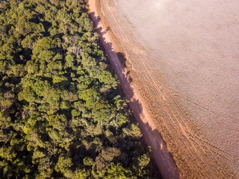 A moratória da soja acabou. O que virá em seu lugar?