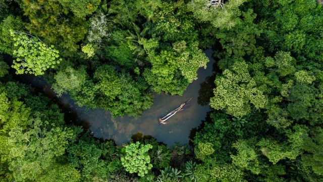 A JV da Ambipar com a BP no crédito de carbono
