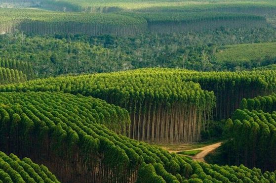 Klabin levanta US$ 500 mi — e o dinheiro realmente é verde