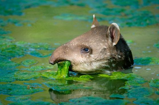 A anta é a Geni dos animais. Uma pesquisadora quer corrigir essa injustiça