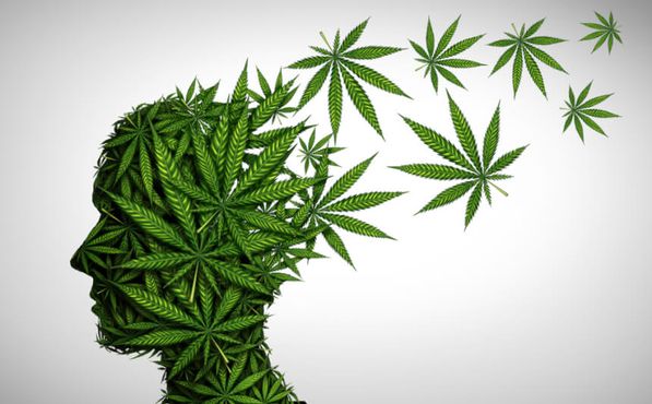 Cannabis medicinal: Conselho Federal de Medicina vai na contramão do mundo