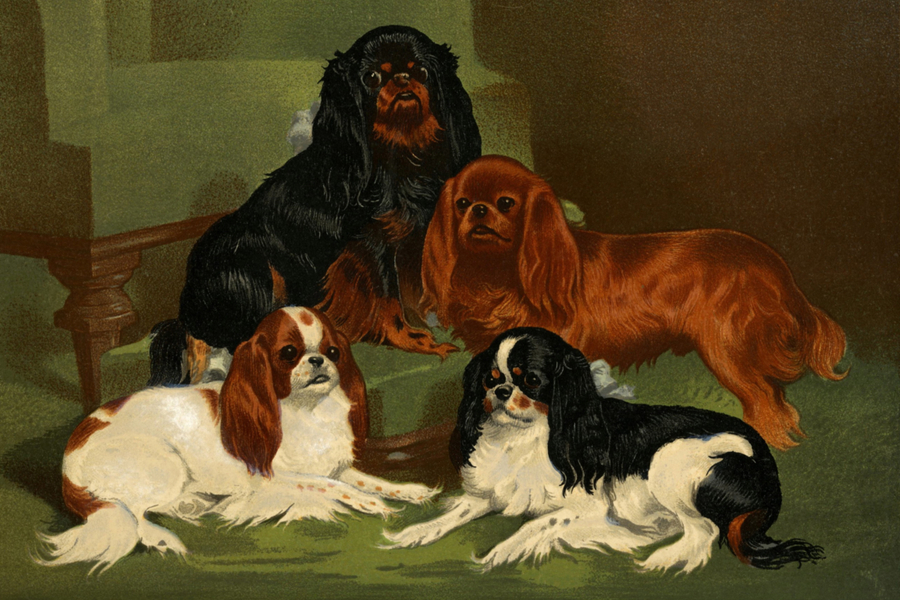 Conheça os "old money dogs"