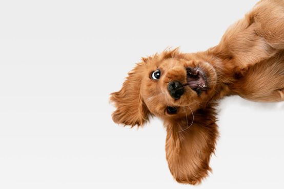Petz sobe com comentário do Itaú; short covering?