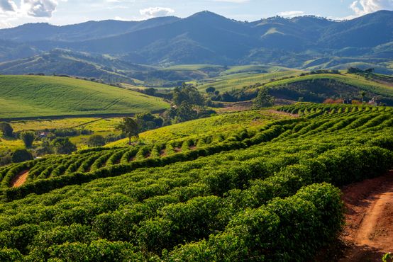O biochar é um fertilizante poderoso — e o Brasil pode liderar o mundo