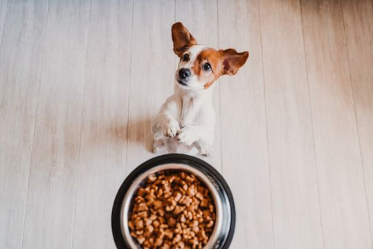 BRF quer vender negócio de pet food. Nestlé é favorita