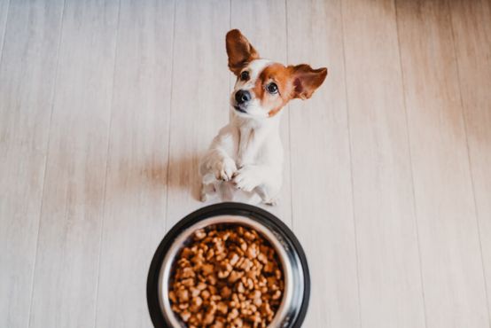 BRF quer vender negócio de pet food. Nestlé é favorita