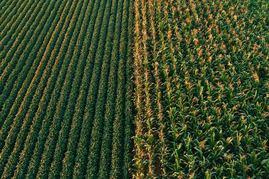 Quem está certo sobre a SLC Agrícola?