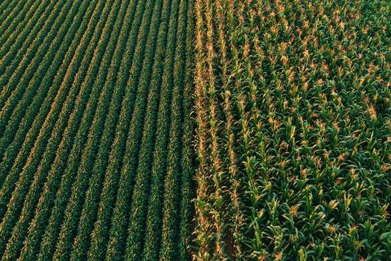 Quem está certo sobre a SLC Agrícola?