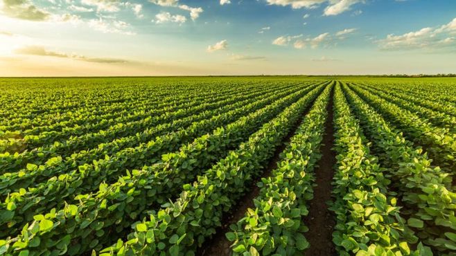 Mandi, o VC das startups que querem alimentar o mundo