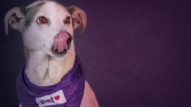 Por que a Porto Seguro virou sócia da Petlove