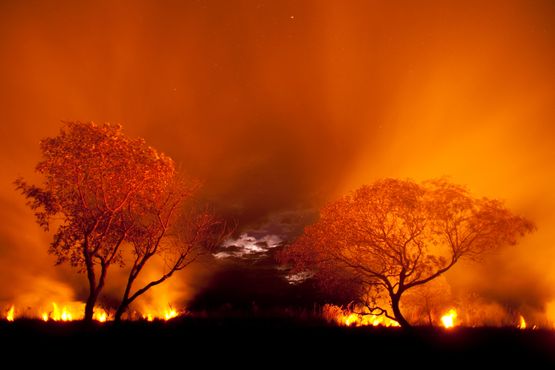 O Pantanal está morrendo. O que é possível fazer?