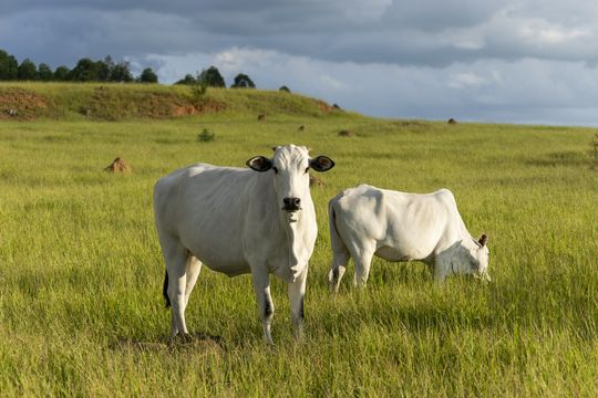 Vai faltar carne no mundo – e a Minerva quer lucrar com isso