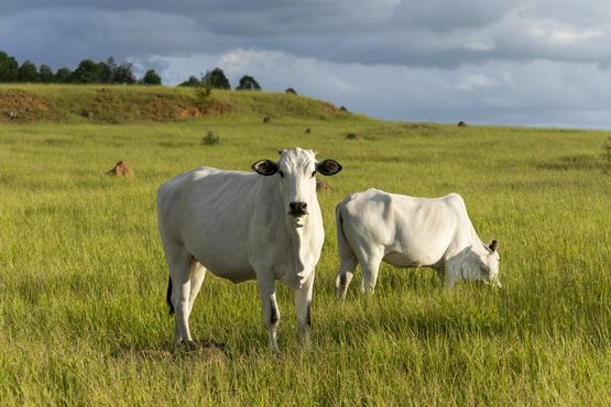 Vai faltar carne no mundo – e a Minerva quer lucrar com isso