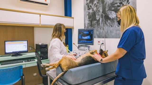 WeVets quer criar a ‘Rede D’Or dos pets’
