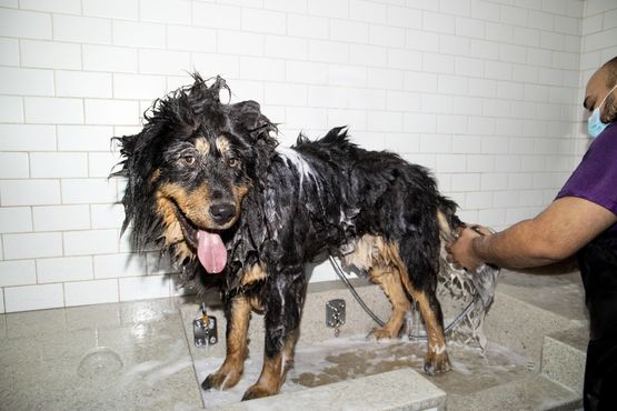 Nova assinatura da Petlove quer simplificar (e baratear) o cuidado com os pets