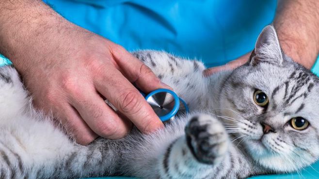 Petlove compra Nofaro e dobra aposta em plano de saúde pet