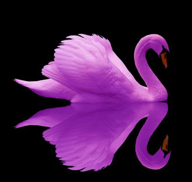 “Cisne roxo.” Nubank vai entrar em telecom.  XP vê ‘game changer’